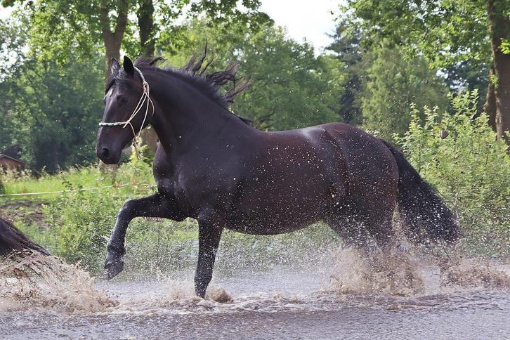 Bijrijder/verzorger gezocht, Dieren en Toebehoren, Paarden en Pony's | Verzorgingsproducten, Zo goed als nieuw, Ophalen