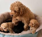 toypoedel kruising cavapoo 2 teefjes zwart zeldzaam, CDV (hondenziekte), 8 tot 15 weken, Meerdere, Meerdere dieren