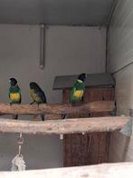 Te koop koppel portlincons 2025, Meerdere dieren, Parkiet