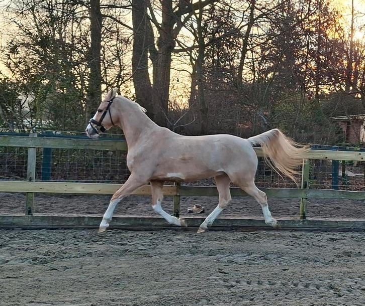 Palomino E pony ruin, Dieren en Toebehoren, Paarden, Ruin, L, 7 tot 10 jaar, Met stamboom, Gechipt, Ontwormd, Ingeënt