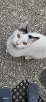 Gezocht een goed tehuis voor deze lieve kat, Dieren en Toebehoren, Katten en Kittens | Raskatten | Korthaar, Kater, 6 jaar of ouder