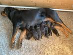 Mooie rottweiler pups, Rabiës (hondsdolheid), 8 tot 15 weken, Meerdere, Meerdere dieren