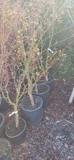 Acer palmatum Higasa-yama tuin bonsai. Japanse Esdoorns., Bloeit niet, Halfschaduw, Overige soorten, 100 tot 250 cm