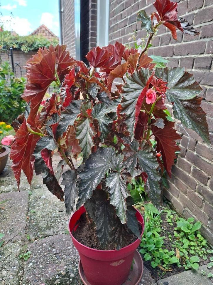 Begonia Sherwood Forest, Tuin en Terras, Planten | Tuinplanten, Vaste plant, Overige soorten, Halfschaduw, Zomer, Ophalen