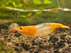 Orange Rili Neocaridina Garnalen, Dieren en Toebehoren, Vissen | Aquariumvissen, Kreeft, Krab of Garnaal, Zoetwatervis, Schoolvis