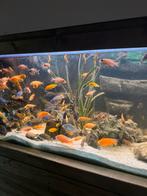 Zeer mooie Malawi’s te koop, Dieren en Toebehoren, Ophalen of Verzenden, Zo goed als nieuw, Plant(en), Steen of Hout