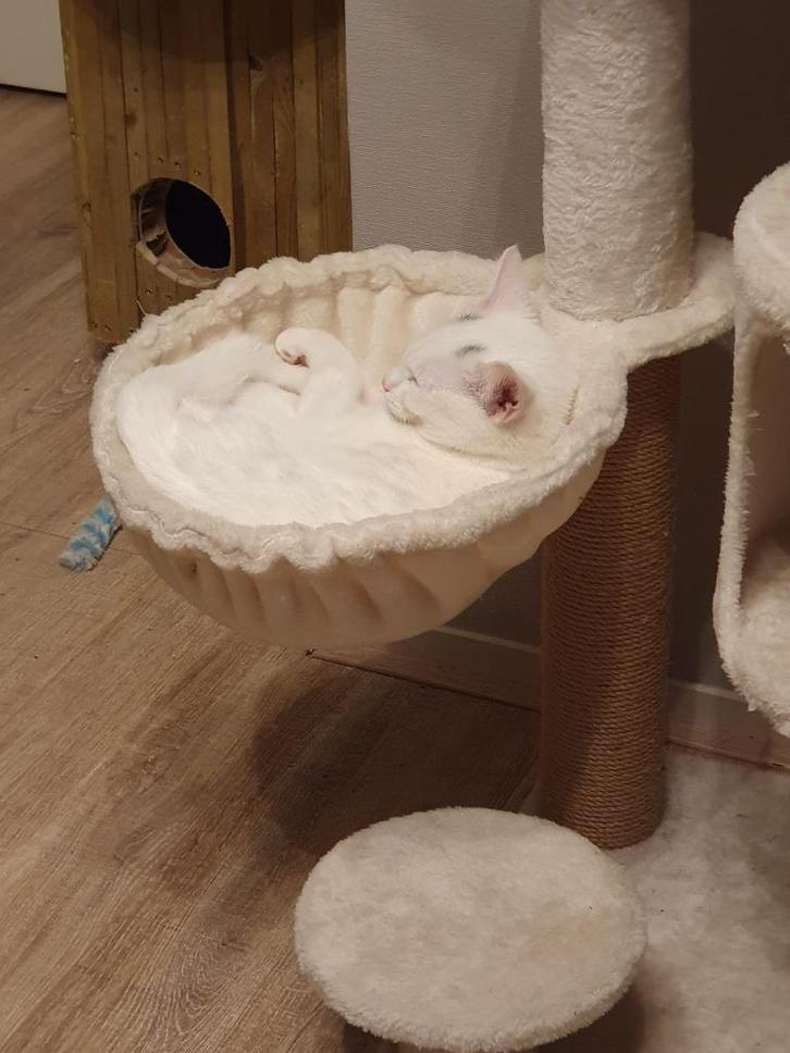Kitten, Dieren en Toebehoren, Krabmeubelen, Zo goed als nieuw, Krabpaal, Ophalen