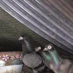 Erlauer hoogvliegers, Dieren en Toebehoren, Meerdere dieren, Overige soorten