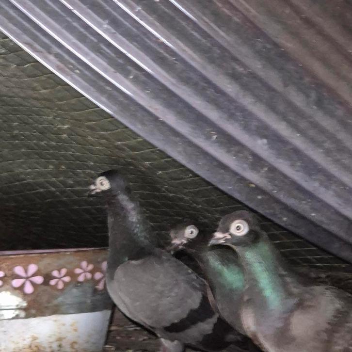 Erlauer hoogvliegers, Dieren en Toebehoren, Vogels | Duiven, Overige soorten, Meerdere dieren