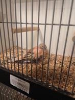 Bourkes pop, Vrouwelijk, Parkiet