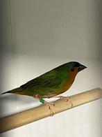 Bamboepapegaai Amadine erythrura hyperythra, Meerdere dieren, Tropenvogel
