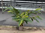 Alpinia zerumbet variegata (Bonte Gemberplant) - Groot!, Ophalen, Halfschaduw, Minder dan 100 cm