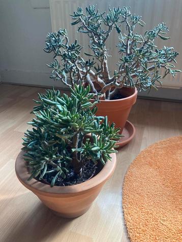 Vetplant / Succulent (2 stuk)- gratis afhalen beschikbaar voor biedingen