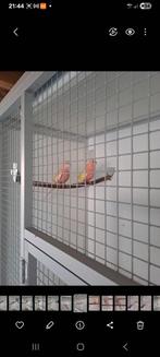 Gezocht 2 bouks parkiet mannen lutino en geringd, Dieren en Toebehoren, Vogels | Parkieten en Papegaaien, Mannelijk, Parkiet, Geringd