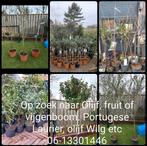 Olijfboom Vijgenboom fruitboom Portugese Laurier Olijf Wilg, Tuin en Terras, Olijfboom, Ophalen of Verzenden
