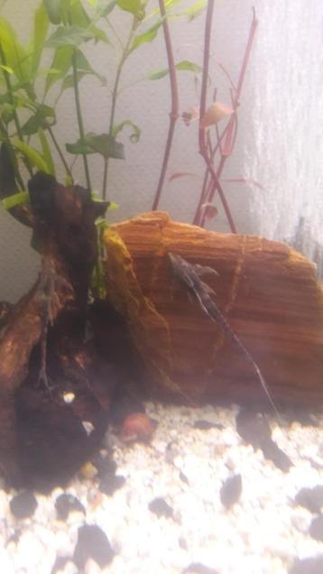 Sturisoma Aureum 4 stuks beschikbaar voor biedingen