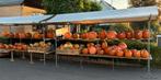 Sier, halloween en eetbare pompoenen te koop., Ophalen, Nieuw