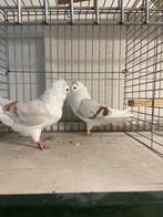 Oud duitse meeuwen, Dieren en Toebehoren, Vogels | Duiven, Meerdere dieren, Overige soorten