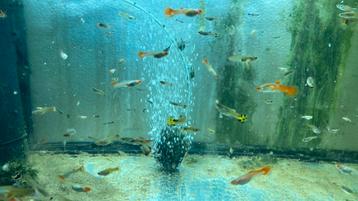 Endler guppys en guppen kohaku en luipaard aquarium vissen beschikbaar voor biedingen