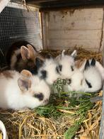 5 baby konijntjes te koop. 3 weken, Dieren en Toebehoren, Konijnen, Meerdere dieren, Dwerg