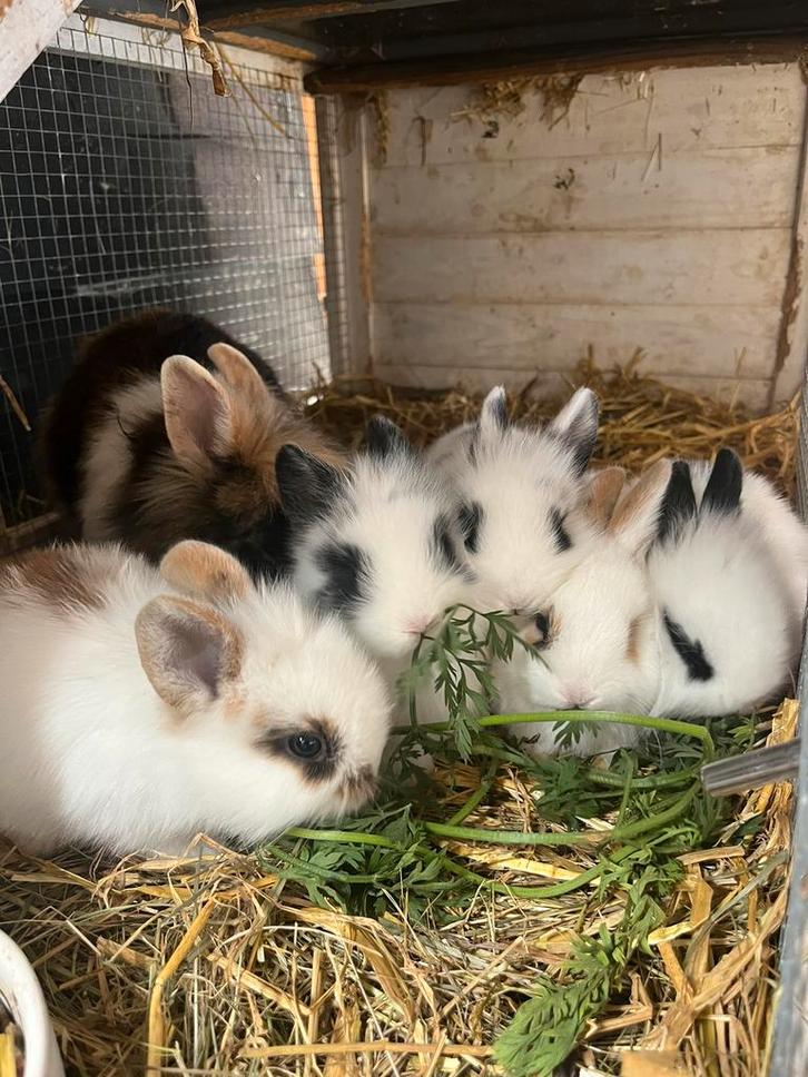 baby konijntjes te koop. 3 weken, Dieren en Toebehoren, Konijnen, Dwerg, Meerdere dieren