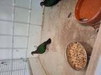 Te koop of ruilen voor kanarie,s of grote zebravinken, Dieren en Toebehoren, Vogels | Overige Vogels, Meerdere dieren, Tropenvogel
