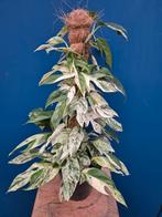 Epipremnum pinnatum Marble Variegata p17 (3)