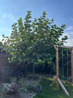 Mooie, volle plataan te koop - zelf uitgraven, Tuin en Terras, Planten | Bomen, Ophalen, Bloeit niet, Volle zon, Overige soorten