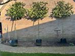 Mooie Lei - scherm laurieren groen blijvend  ☘️☘️, Tuin en Terras, Planten | Bomen, In pot, Volle zon, Bloeit niet, Leiboom
