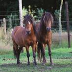 2 leuke minipaarden-hengsten, Dieren en Toebehoren, Pony's, Hengst, A pony (tot 1.17m), 3 tot 6 jaar, Onbeleerd