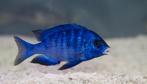 Mdoka white lips, Dieren en Toebehoren, Vissen | Aquariumvissen, Vis