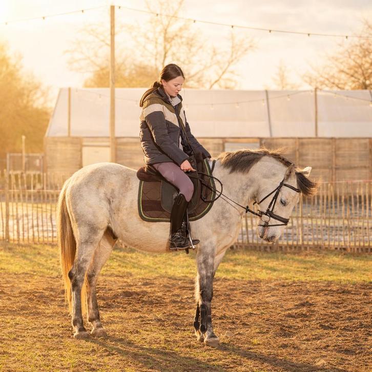Eerlijke lieve  6 jarige Allround D-pony 1.42m 🏆, Dieren en Toebehoren, Paarden, Ruin, B, Minder dan 160 cm, 3 tot 6 jaar, Recreatiepaard