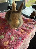 Dwergkonijntje ram, Mannelijk, Dwerg, 0 tot 2 jaar