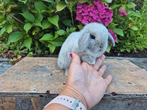 Schitterend Typvol Klein Raszuiver Minilop baby Rammetje, Dieren en Toebehoren, Konijnen, Dwerg, Mannelijk, 0 tot 2 jaar, Hangoor