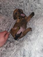 laagbenige merle jack russel teefje, HCC (leverziekte), Jack Russell Terriër, 8 tot 15 weken, Teef