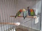 Ficherie in albino en opaline, Dieren en Toebehoren, Meerdere dieren, Dwergpapegaai of Agapornis