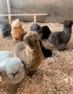 Broedeieren usa zijdehoenders, Dieren en Toebehoren, Pluimvee, Geslacht onbekend, Kip