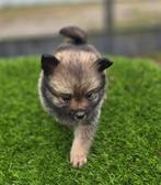 Te koop mooie merle Dwerg kees puppies (pomeriaan), Dieren en Toebehoren, Nederland, Keeshond, CDV (hondenziekte), 8 tot 15 weken