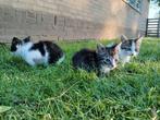 Lieve Europese Korthaar kittens zoeken een liefdevol thuis, Meerdere dieren