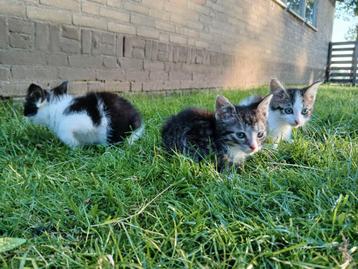  Lieve Europese Korthaar kittens zoeken een liefdevol thuis  beschikbaar voor biedingen