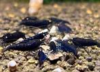 Royal blue tijger / tiger OE garnalen | Caridina shrimps, Kreeft, Krab of Garnaal, Zoetwatervis