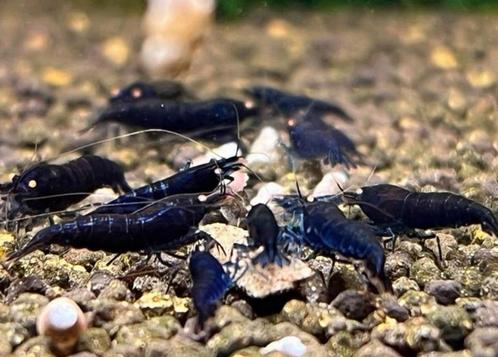 Royal blue tijger / tiger OE garnalen | Caridina shrimps, Dieren en Toebehoren, Vissen | Aquariumvissen, Zoetwatervis, Kreeft, Krab of Garnaal