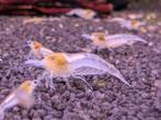 Pearl white garnalen Neo caridina, Kreeft, Krab of Garnaal