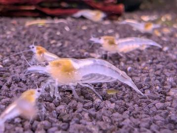 Pearl white garnalen Neo caridina  beschikbaar voor biedingen