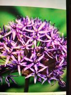 Allium Violet Beauty   bolmaat 11, Ophalen of Verzenden, Najaar, Volle zon, Bloembol