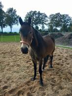 Jonge New Forest ruin zoekt liefdevol 5️ huisje, Dieren en Toebehoren, Pony's, Ruin