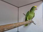 Dubbele geelkop amazone pop, Dieren en Toebehoren, Vrouwelijk, Papegaai