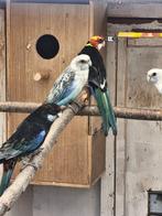 Koppel rosella, Dieren en Toebehoren, Meerdere dieren, Parkiet, Geringd