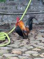 Hollandse kriel, Dieren en Toebehoren, Mannelijk, Kip