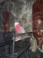 Rose kaketoe, vermoedelijk pop 3 jaar oud, Dieren en Toebehoren, Vrouwelijk, Papegaai, Pratend